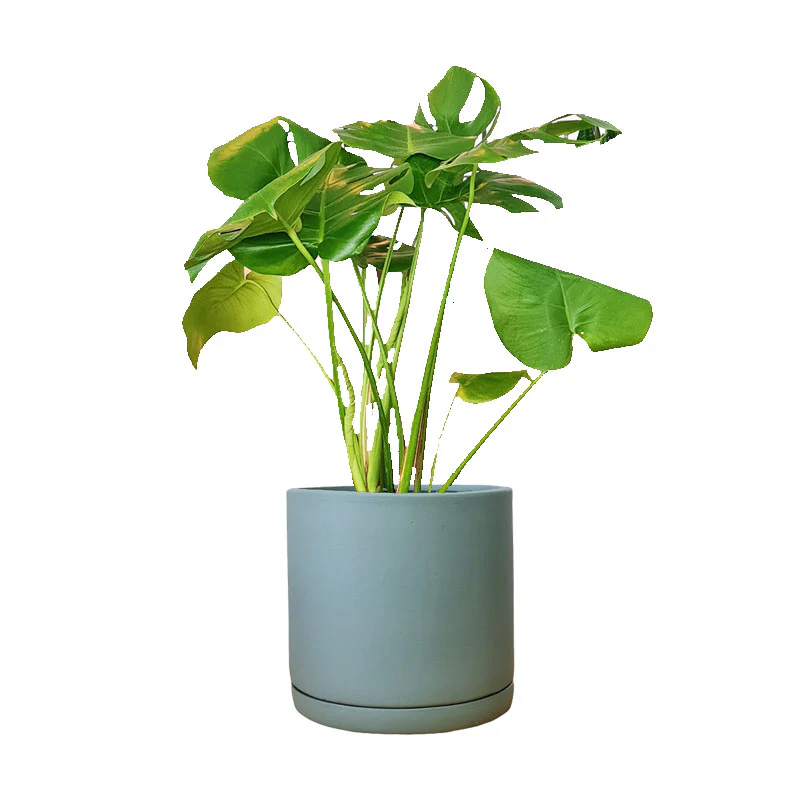 Cilindro de Barro + Monstera Borsigiana - Imagen 3