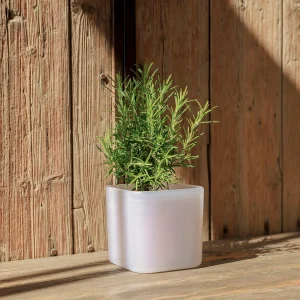 MACETA CUADRADA ENELDO