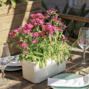 MACETA RECTANGULAR LAVANDA