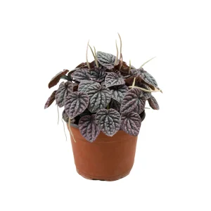 Peperomia Caperata "Cáscara de nuez"