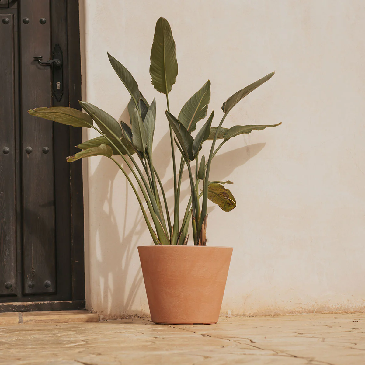 MACETA PETUNIA 36 - Imagen 3